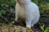 萌宠小白兔拔萝卜，你见过吗？