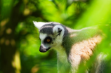 探秘马达加斯加岛的野生动植物